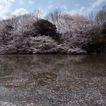新居近くの公園の桜.jpg